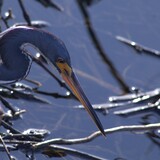 Entry image for Sight, Strike and Repeat | Tri Colored Heron