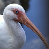 Entry image for Serious About Snacks | White Ibis 