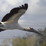 Entry image for Wood Stork Express 