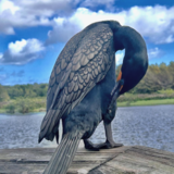 Entry image for The Art of Preening | Double Crested Comorant