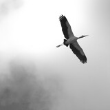 Entry image for Flying High | Wood Stork in flight