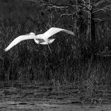 Entry image for stranger in the night