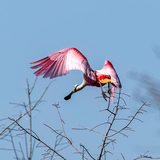 Entry image for spoonbill flying lessonsw