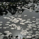 Entry image for Peaceful Reflections 