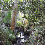 Entry image for swampy