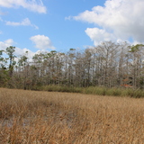 Entry image for tree weed