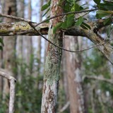 Entry image for wasp