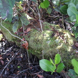 Entry image for log of the wilderness