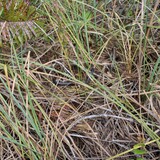 Entry image for snake of the wild