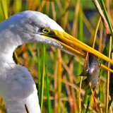 Entry image for nature's fittest