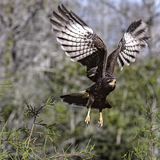 Entry image for snailing along