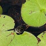 Entry image for Tim Tim the Turtle