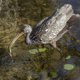 Entry image for Easy Pickings