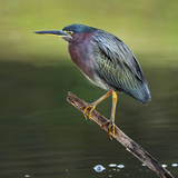 Entry image for Silence In The Marsh