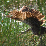 Entry image for Morning Stretches 