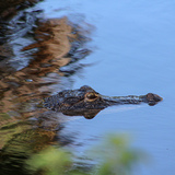 Entry image for Eye of the Swamp