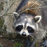 Entry image for Curious Critter