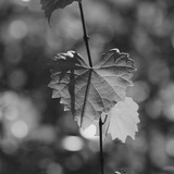 Entry image for Marvelous Muscadine 