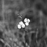 Entry image for Dandy Duck Potato 