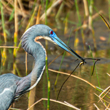 Entry image for Fresh Catch