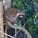 Entry image for Rikki Raccoon