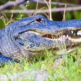 Entry image for Seeing Eye to Eye