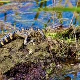 Entry image for Where's Mommy?