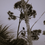 Entry image for Center of Attention 