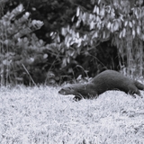 Entry image for On the Run