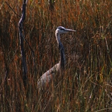 Entry image for Stalking Through the Grass