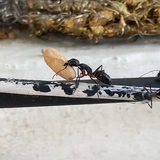 Entry image for Food for the family