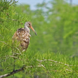 Entry image for Bird's Eye View