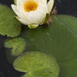 Entry image for Nature