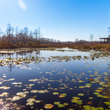 Entry image for Into the Horizon