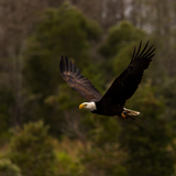 Entry image for Soaring Eagle