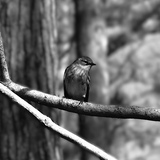 Entry image for On the Lookout