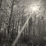 Entry image for Where the Light Finds You