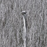 Entry image for In the Weeds