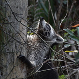 Entry image for Eyes on the Canopy