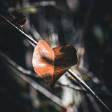 Entry image for Leaf, Laugh, Love