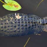 Entry image for You Should See the Other Guy