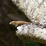 Entry image for Out on a Limb