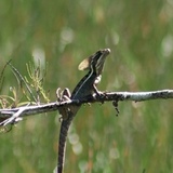Entry image for Invasive basking