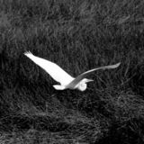 Entry image for Searching 