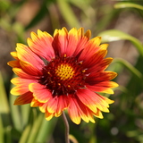 Entry image for Passion 