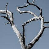 Entry image for Branching out of options