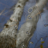 Entry image for Whirligig Ripples