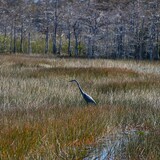 Entry image for Impressionist Marsh