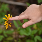 Entry image for Rooted Wonder