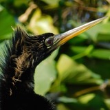 Entry image for Bad Feather Day